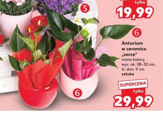 Anturium w ceramice serce wys. ok. 28-32cm śr. don. 9cm