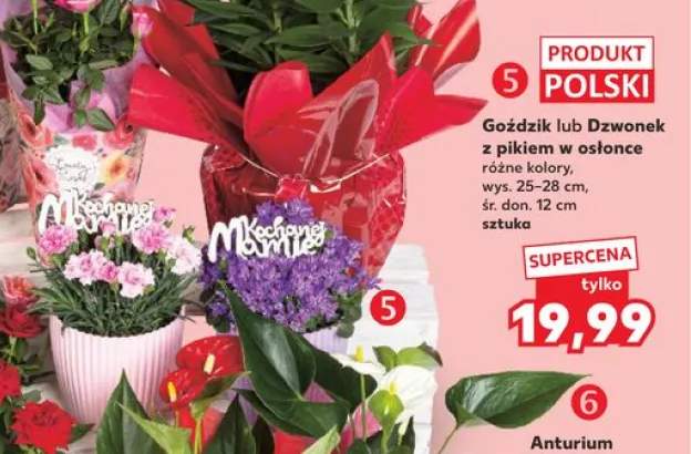 Kwiat z pikiem w osłonce