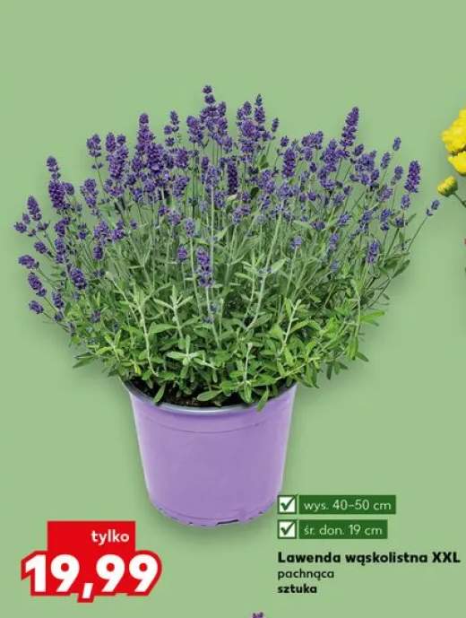 Lawenda wąskolistna XXL pachnąca wys. 40-50cm śr. don. 19cm