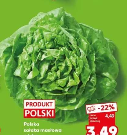 Sałata masłowa polska