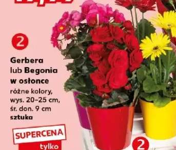 Begonia w osłonce wys. 20-25cm śr. don. 9cm