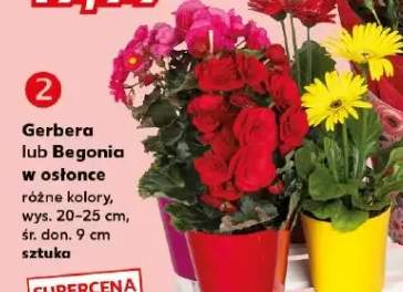 Gerbera w osłonce wys. 20-25cm śr. don. 9cm
