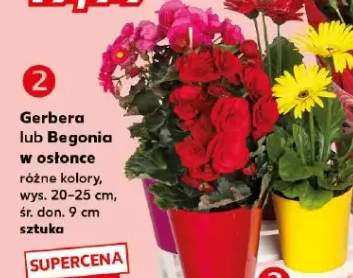 Gerbera lub Begonia w osłonce