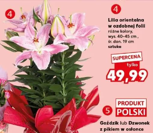 Lilia orientalna w ozdobnej folii wys. 40-45cm śr. don. 19cm