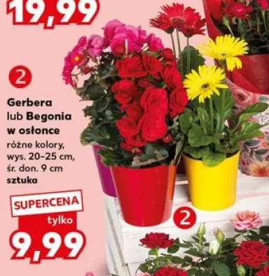 Kwiaty w osłonce