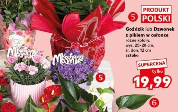 Kwiaty z pikiem w osłonce