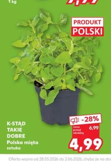 Polska mięta K-Stąd Takie Dobre