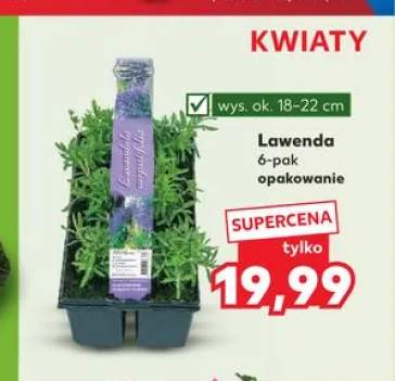 Lawenda 6-pak