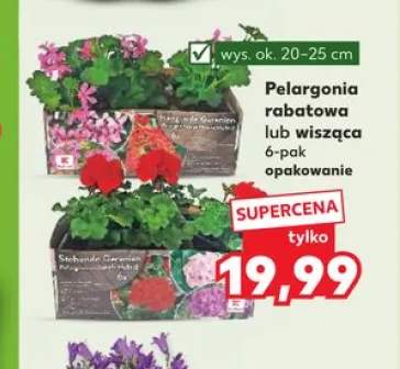 Pelargonia rabatowa 6-pak