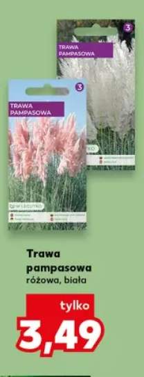 Trawa pampasowa różowa