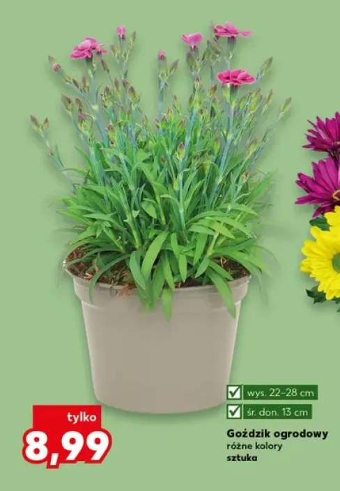 Goździk ogrodowy wys. 22-28cm śr. don. 13cm