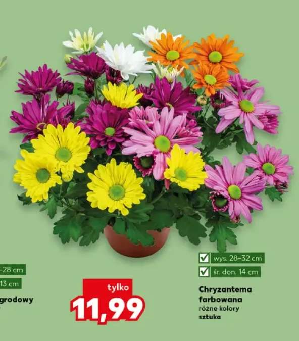 Chryzantema farbowana wys. 28-32cm śr. don. 14cm