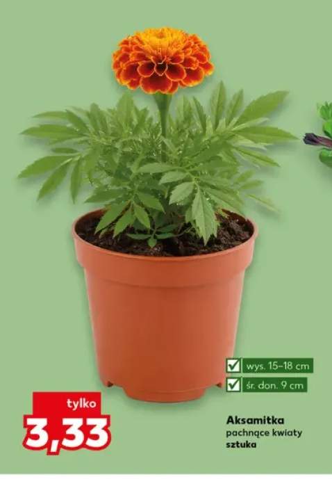 Aksamitka pachnące kwiaty wys. 15-18cm śr. don. 9cm