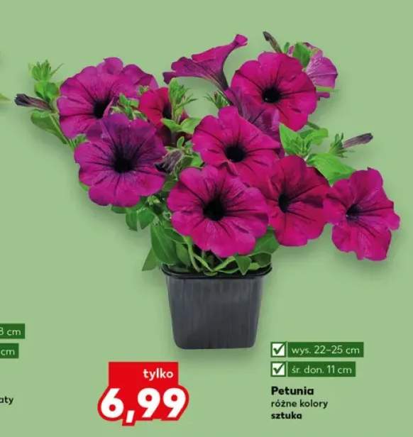 Petunia wys. 22-25cm śr. don. 11cm
