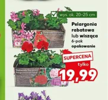 Pelargonia wisząca 6-pak wys. ok. 20-25cm