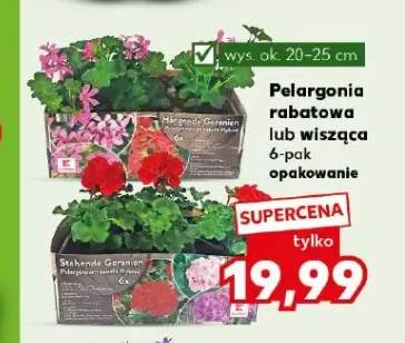 Pelargonia