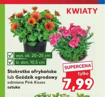 Stokrotka afrykańska wys. 20-25cm śr. don. 10,5cm