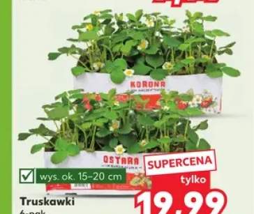 Truskawki wys. 15-20cm 6-pak