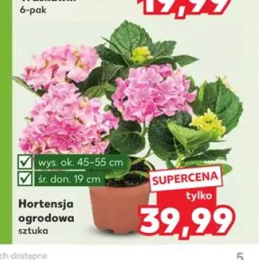 Hortensja ogrodowa wys. 45-55cm śr. don. 19cm