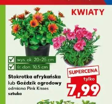 Goździk ogrodowy Pink Kisses