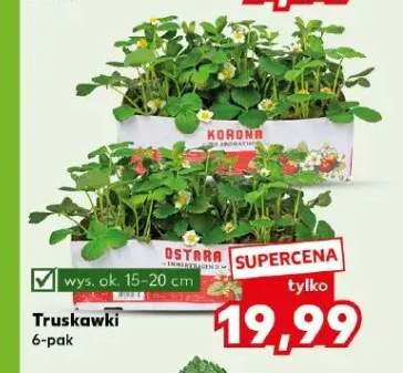 Truskawki 6-pak