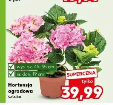 Hortensja ogrodowa
