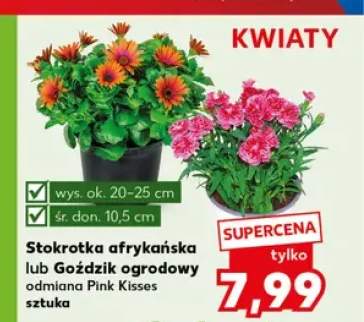 Stokrotka afrykańska