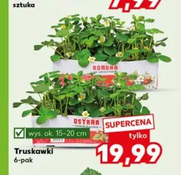 Truskawki 6-pak