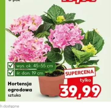 Hortensja ogrodowa