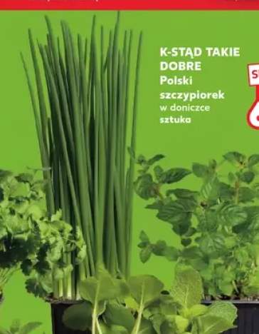 Szczypiorek w doniczce K-Stąd Takie Dobre