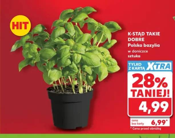 Bazylia w doniczce K-Stąd Takie Dobre