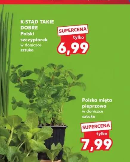 Mięta pieprzowa w doniczce
