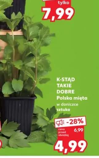 Mięta w doniczce K-Stąd Takie Dobre