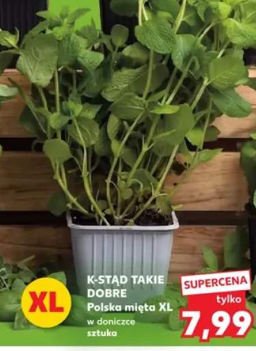 Mięta w doniczce XL K-Stąd Takie Dobre