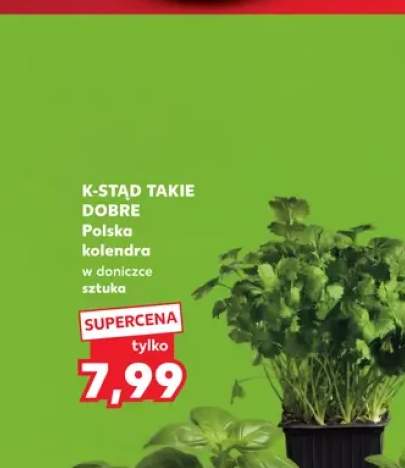 Kolendra w doniczce K-Stąd Takie Dobre