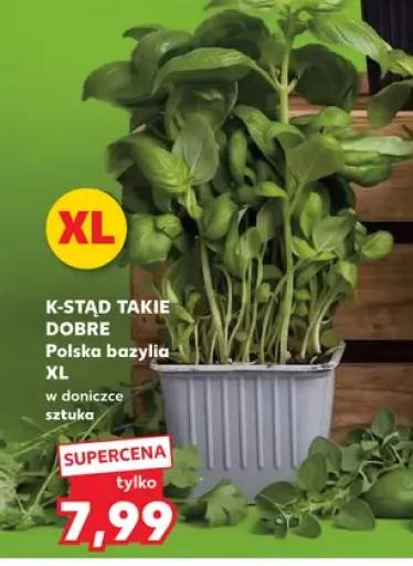 Bazylia w doniczce XL K-Stąd Takie Dobre
