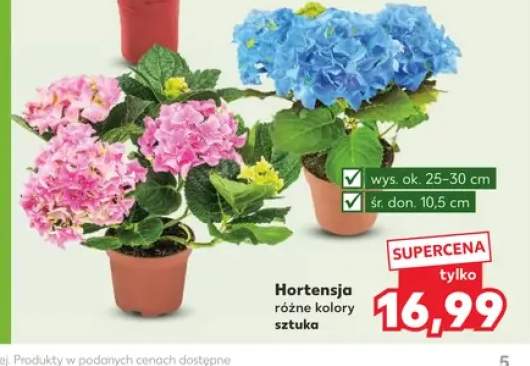 Hortensja