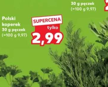 Koperek polski