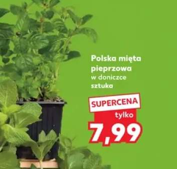 Mięta pieprzowa w doniczce