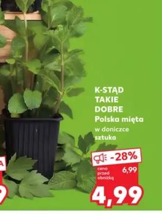 Mięta w doniczce K-Stąd Takie Dobre