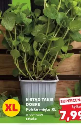 Mięta w doniczce XL K-Stąd Takie Dobre