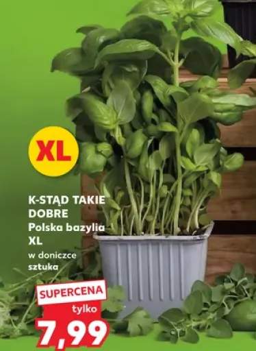 Bazylia w doniczce XL K-Stąd Takie Dobre