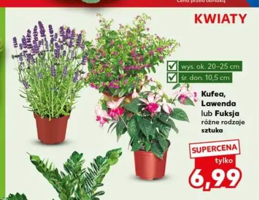 Kufea +2 warianty