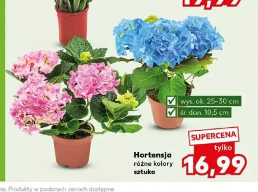 Hortensja