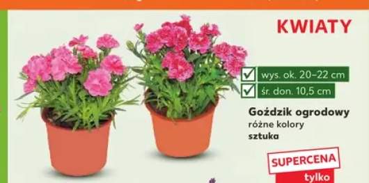 Goździk ogrodowy