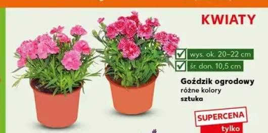 Goździk ogrodowy
