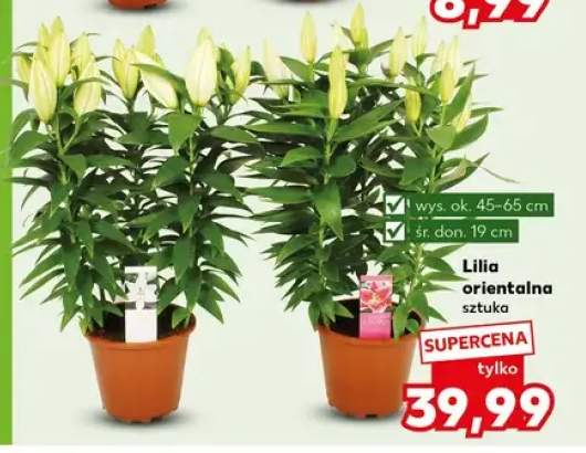 Lilia orientalna