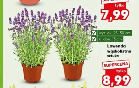 Lawenda wąskolistna