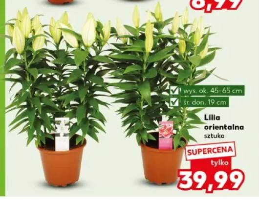 Lilia orientalna