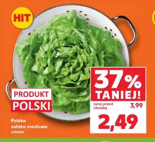 Sałata masłowa polska